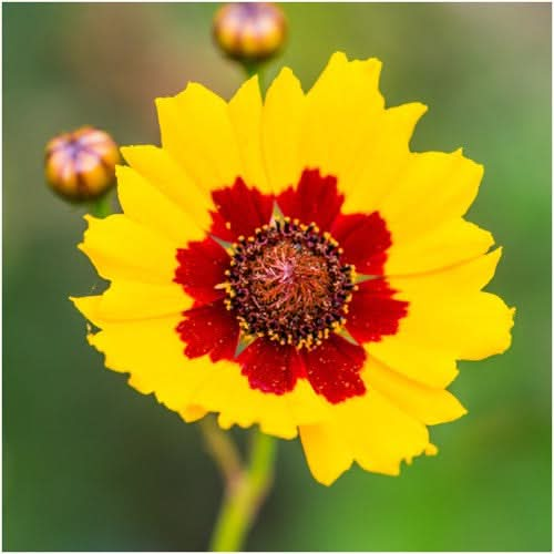 coreopsis plains