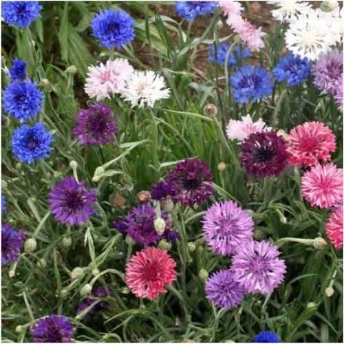 Polka Dot Mixed Cornflower Seeds For Planting (Centaurea cyanus)