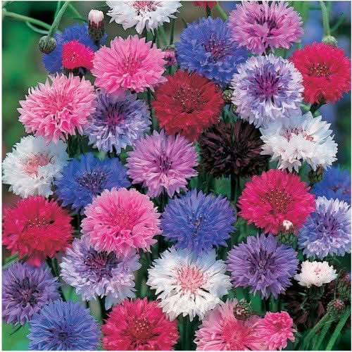 Polka Dot Mixed Cornflower Seeds For Planting (Centaurea cyanus)