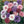 polka dot mix cornflower seeds for planting