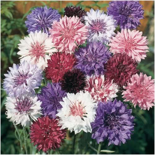 Polka Dot Mixed Cornflower Seeds For Planting (Centaurea cyanus)