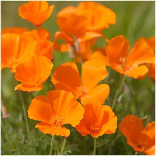 Orange California Poppy