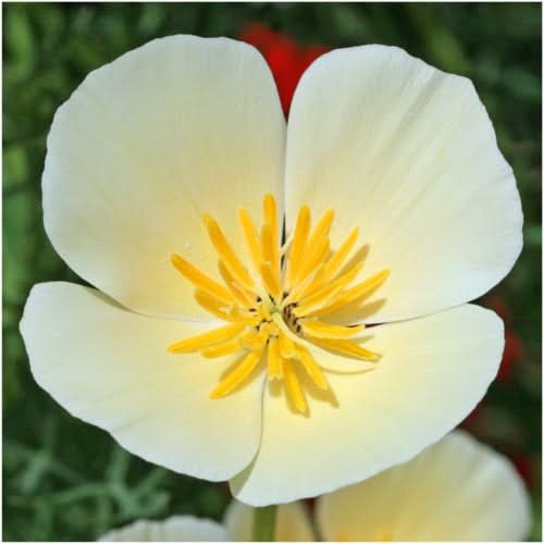 white linen california poppy