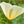 white linen california poppy