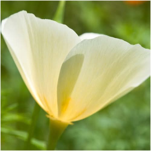 White Linen California Poppy Seeds For Planting (Eschscholzia californica)