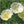 white linen california poppy