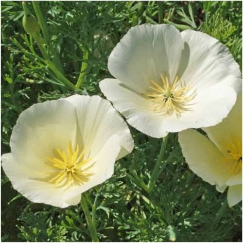 white linen california poppy