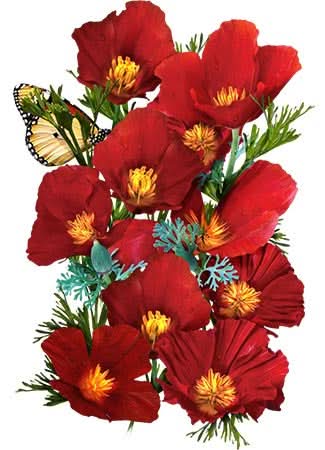 Red Chief California Poppy Seeds For Planting (Eschscholzia californica)