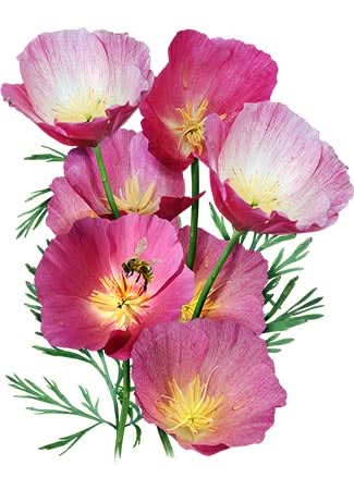 Purple Gleam California Poppy Seeds For Planting (Eschscholzia californica)