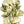 White Linen California Poppy Seeds