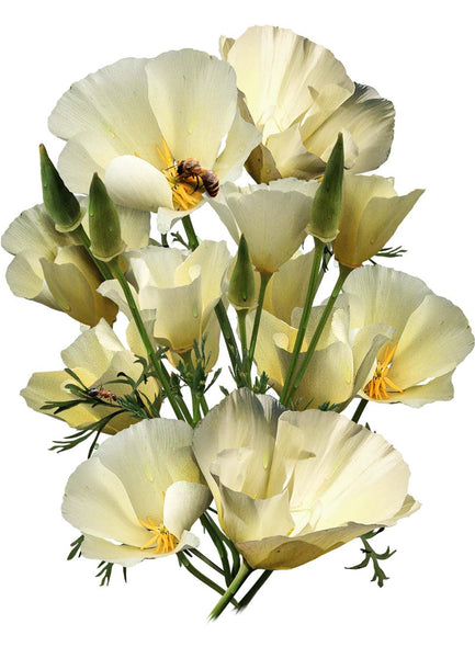 White Linen California Poppy Seeds For Planting (Eschscholzia californica)