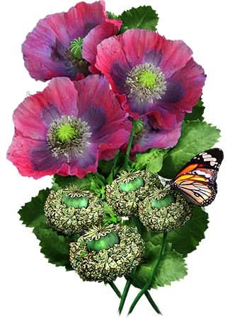 Hens and Chicks Poppy Seeds For Planting (Papaver somniferum)