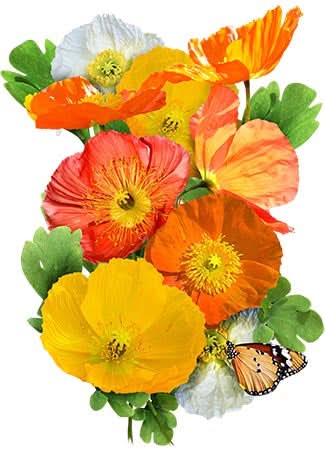 Iceland Poppy Seeds For Planting (Papaver nudicale)