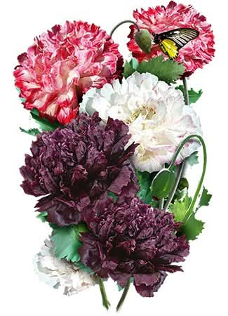 antique shades peony poppy seeds for planting