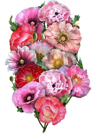 Double Shirley Poppy Seeds For Planting (Papaver rhoeas)
