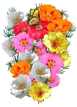 Portulaca Seeds For Planting Double Blend (Moss Rose)