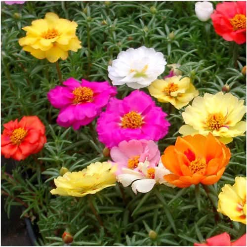 Portulaca Seeds For Planting Double Blend (Moss Rose)
