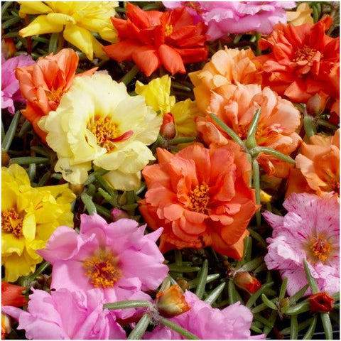Portulaca Seeds For Planting Double Blend (Moss Rose)