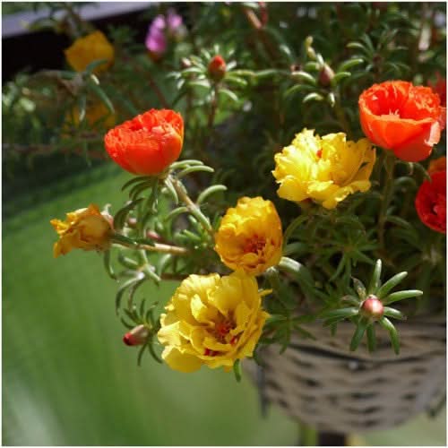 Portulaca Seeds For Planting Double Blend (Moss Rose)