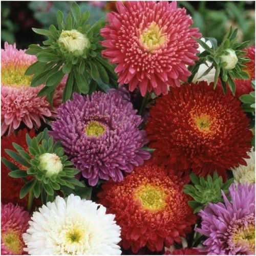 Powder Puff China Aster Seeds For Planting (Callistephus chinensis)
