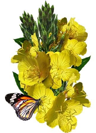 evening primrose seeds for planting