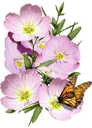 showy evening pink primrose seeds for planting