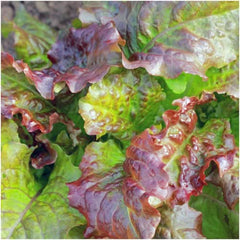 Prizehead Lettuce Seeds For Planting (Lactuca sativa)