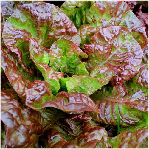 prizehead lettuce seeds for planting