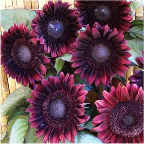 procut red sunflower seeds for planting