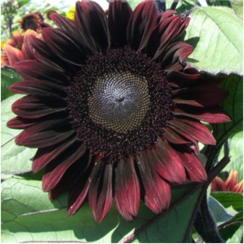 procut red sunflower seeds for planting