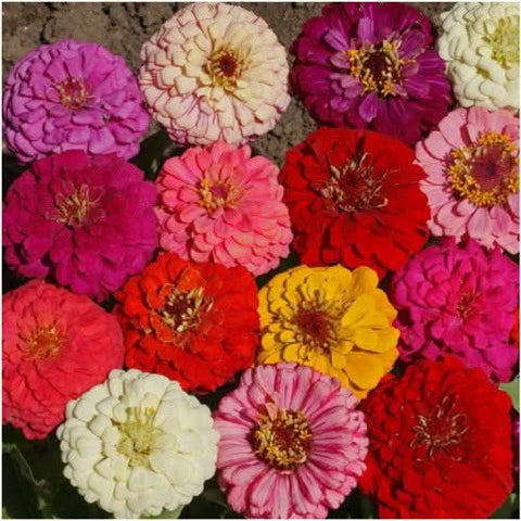 Pumila Zinnia Mixture (Zinnia elegans)