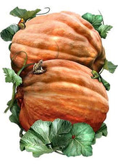 Atlantic Giant Pumpkin Seeds For Planting (Cucurbita maxima)