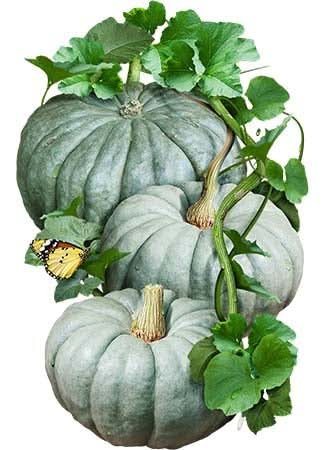 Blue Jarrahdale Pumpkin Seeds For Planting (Cucurbita maxima)