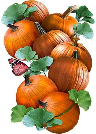 Connecticut Field Pumpkin Seeds For Planting (Cucurbita pepo)