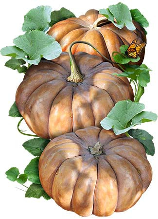 fairytale pumpkin seeds for planting