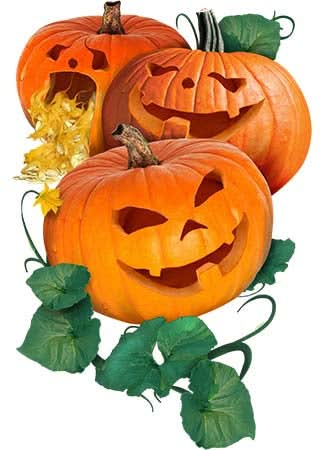 Jack O Lantern Pumpkin Seeds For Planting (Cucurbita pepo)