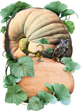 Pacific Giant Pumpkin (Cucurbita maxima)
