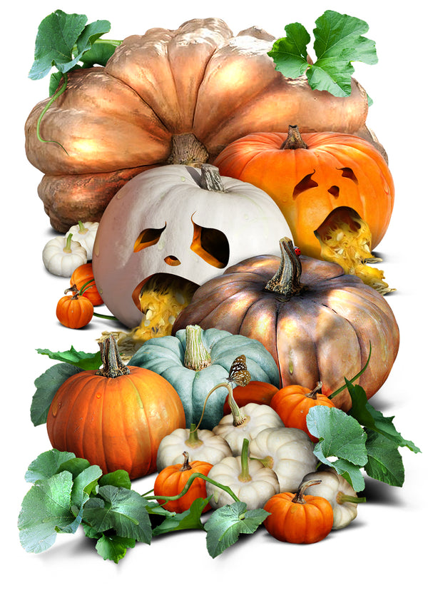 spooky mix pumpkin seeds for planting