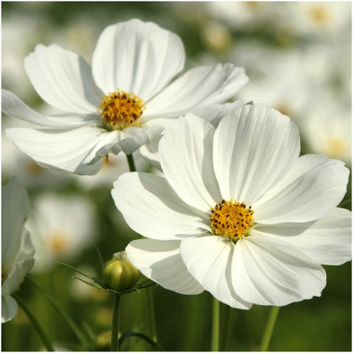purity white cosmos wildflower seeds for planting