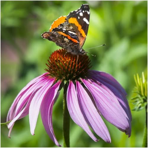 Purple Coneflower Seeds For Planting (Echinacea purpurea)