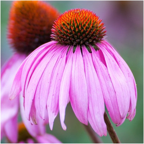 purple coneflower seeds for planting
