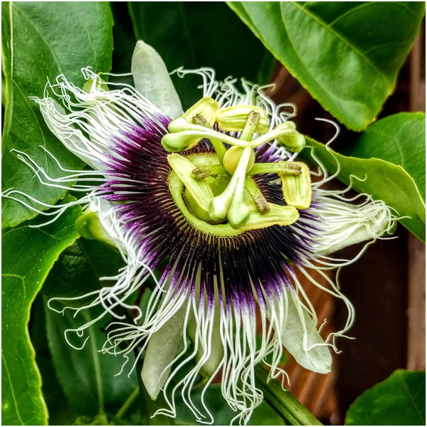 Purple Passion Flower Seeds For Planting (Passiflora edulis)