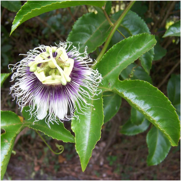 Purple Passion Flower Seeds For Planting (Passiflora edulis)