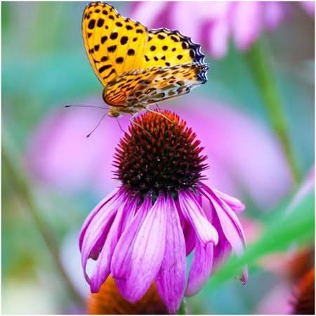 Deer Resistant Wildflower