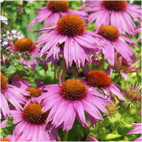 purple coneflower seeds for planting