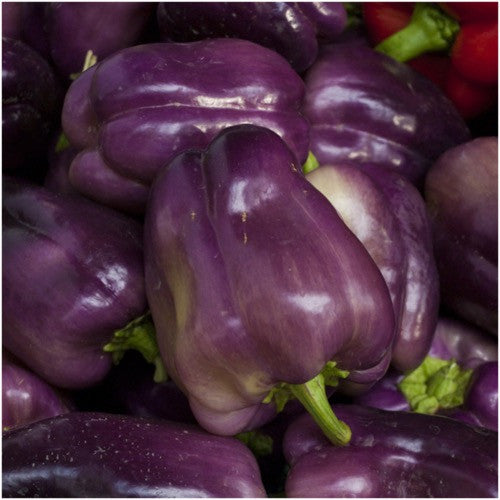PURPLE BEAUTY BELL PEPPER SEEDS FOR PLANTING