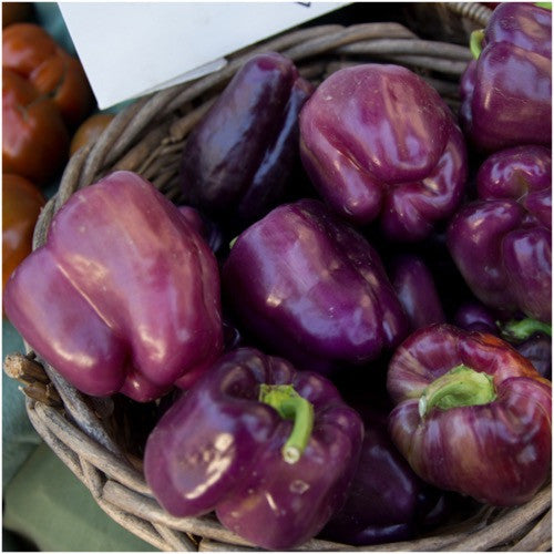 PURPLE BEAUTY BELL PEPPER SEEDS FOR PLANTING