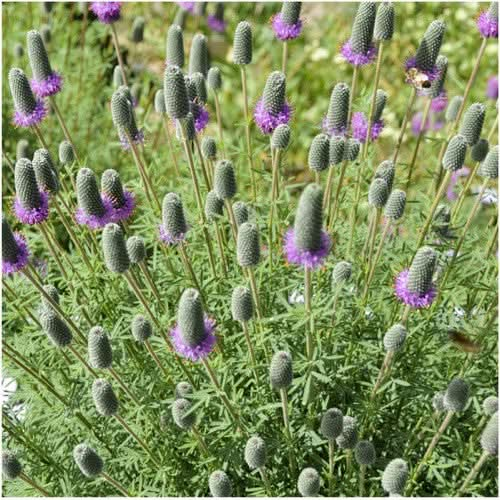 Purple Prairie Clover