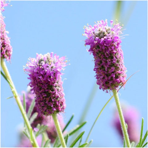 Purple Prairie Clover Seeds For Planting (Dalea purpurea)
