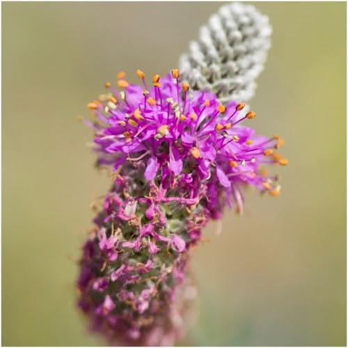 Purple Prairie Clover